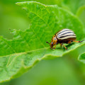 The Most Destructive Pest: Termites