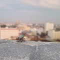 The Challenges of Urban Pest Control: An Expert's Perspective