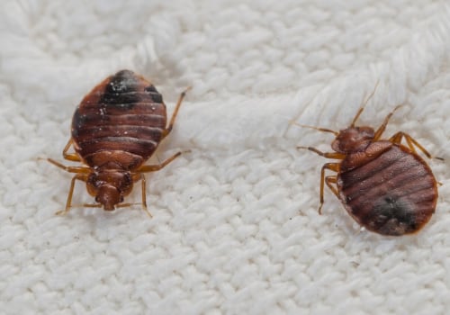 The Battle of Bed Bugs and Roaches: Which is Harder to Eliminate?