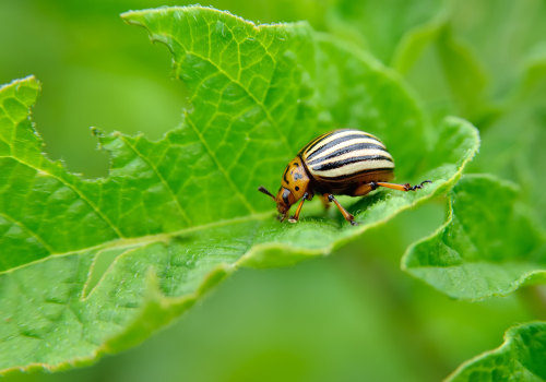 The Most Destructive Pest: Termites