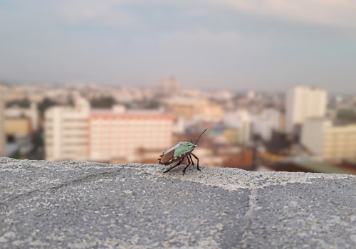 The Challenges of Urban Pest Control: An Expert's Perspective