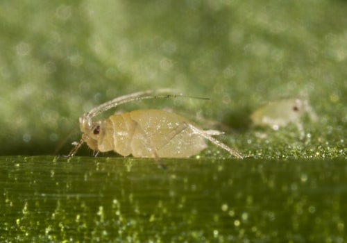 The Battle Against Bed Bugs: An Expert's Perspective