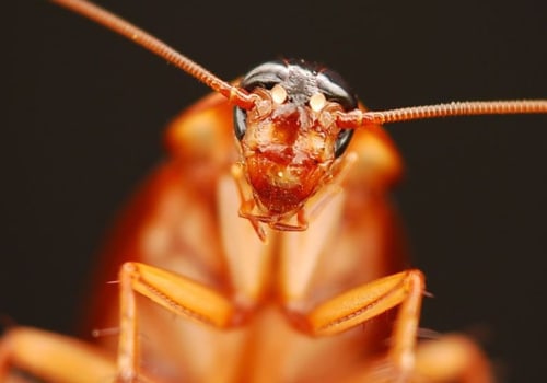 The Most Feared Insect: A Pest Control Expert's Perspective